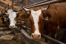 В Бурятии начаты выплаты за изъятый в рамках борьбы с узелковым дерматитом скот