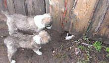 В Улан-Удэ размножаются стерилизованные собаки - обсудили в мэрии