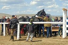 17 лошадей сняли с соревнований в Бурятии из-за проблем с документами