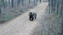 В Бурятии на Байкале активизировались медведи