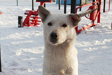 В Улан-Удэ на Левом берегу впервые пройдет рейд по отлову собак
