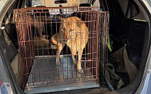 В Улан-Удэ с наступлением холодов бездомные животные становятся агрессивнее