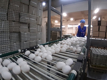 Сделано в Бурятии: Улан-Удэнская птицефабрика намерена обеспечить яйцами Монголию