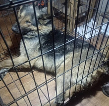 В Улан-Удэ агрессивная собака напала на женщину и укусила за лицо