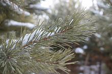 6 новогодних елок незаконно срубили жители Бурятии