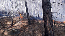 В Бурятии нет лесных пожаров, сообщает РАЛХ