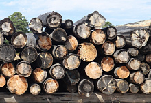 «Новые правила»: В Бурятии начнут отслеживать перемещение древесины