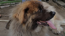В Бурятии разрешили умерщвлять отловленных собак: подробности 