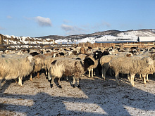 В Бурятии привили более 80 тысяч голов скота от нодулярного дерматита