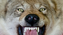 В Бурятии волки продолжают терроризировать сельскохозяйственные районы